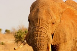 Může být slon zahradníkem? V lesích Asie a Afriky je dokonce nenahraditelný Může být slon zahradníkem? V lesích Asie a Afriky je dokonce nenahraditelný