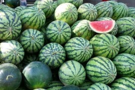 Farmáři v Číně použili nesprávně akcelerátor růstu, vybuchují jim melouny