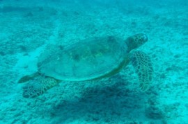 Velké sledování mořských predátorů zmapovalo jejich cesty