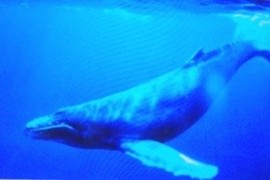 Kvůli kytovcům se bude lodní provoz v zálivu řídit Kvůli kytovcům se bude lodní provoz v zálivu řídit