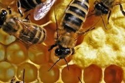 Propolis - stará léčivá látka v novém provedení Propolis - stará léčivá látka v novém provedení