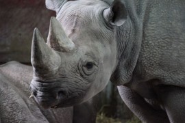 Pytláci v Africe strhli rekord, letos pobili přes tři stovky nosorožců Pytláci v Africe strhli rekord, letos pobili přes tři stovky nosorožců