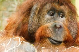 Hladovějící orangutani by mohli vědcům pomoci s výzkumem obezity a anorexie Hladovějící orangutani by mohli vědcům pomoci s výzkumem obezity a anorexie