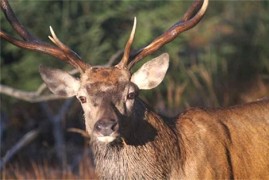 V NP Šumava žijí starší jeleni než jinde V NP Šumava žijí starší jeleni než jinde