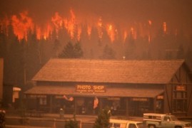 Jak se Yellowstone obnovuje po obrovském požáru? Podívejte se