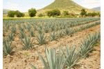 Místo tequily se bude z agáve vyrábět biopalivo