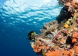 Korály dokazují, že se kvůli změnám klimatu proměňují oceánské proudy Korály dokazují, že se kvůli změnám klimatu proměňují oceánské proudy