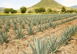 Místo tequily se bude z agáve vyrábět biopalivo Místo tequily se bude z agáve vyrábět biopalivo