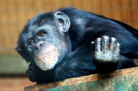 Někteří šimpanzi v zoo vykazují známky zhoršeného duševního zdraví