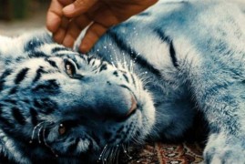 Modrý tygr, nástupce milovaných dětských filmů, dotočen