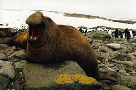 Rypouši musí za potravou do větších hloubek kvůli teplejšímu oceánu Rypouši musí za potravou do větších hloubek kvůli teplejšímu oceánu