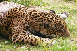 Levharti mandžuští se dočkali. Budou mít národní park Země leopardů Levharti mandžuští se dočkali. Budou mít národní park Země leopardů