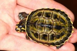 Pražská zoo rozmnožila jako první na světě želvu korunkatou