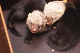 Přírůstek pražské ZOO: dvojčata tayry Přírůstek pražské ZOO: dvojčata tayry