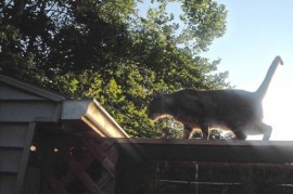Největší predátor ptáků ve městě? Kočka. Nová hrozba si žádá i novou obranu Největší predátor ptáků ve městě? Kočka. Nová hrozba si žádá i novou obranu