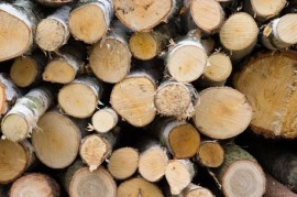 Prodej dřeva z NP Šumava je teď průhledný, efektivní a navíc i výnosnější