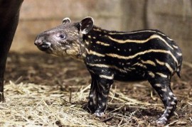 V pražské zoo se narodilo mládě tapíra. Podruhé v historii! V pražské zoo se narodilo mládě tapíra. Podruhé v historii!
