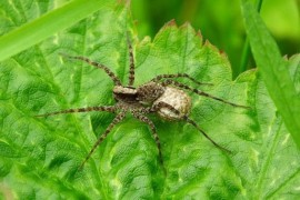 Jak se mají pavoučí otcové samoživitelé? Jen samé výhody