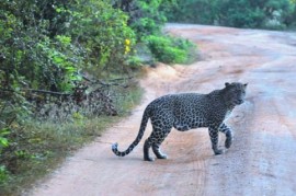Bushmeat: ilegální lov v jižní Africe ohrožuje divoké šelmy i místní lidi Bushmeat: ilegální lov v jižní Africe ohrožuje divoké šelmy i místní lidi