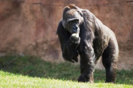 Zoo Praha: Komplikovaný porod Kamby