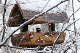 Kvůli jarnímu sněhu ptáci hladoví, potřebují přikrmovat Kvůli jarnímu sněhu ptáci hladoví, potřebují přikrmovat