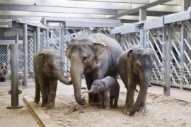 Údolí slonů a Pavilon hrochů se otevřely veřejnosti