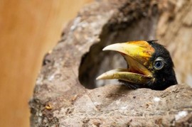 Z evakuovaných vajíček se v pražské zoo vylíhly již stovky mláďat ptáků a plazů Z evakuovaných vajíček se v pražské zoo vylíhly již stovky mláďat ptáků a plazů