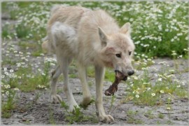Svět bez velkých šelem by byl velmi trudné místo, říkají vědci Svět bez velkých šelem by byl velmi trudné místo, říkají vědci