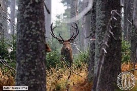 K pozorovatelně jelenů budou turisty vozit koně K pozorovatelně jelenů budou turisty vozit koně
