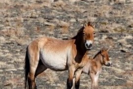 Nejstarší pražská klisna v Mongolsku porodila hříbě Nejstarší pražská klisna v Mongolsku porodila hříbě