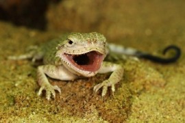 Pražská zoo odchovala dva vzácné pouštní plazy Pražská zoo odchovala dva vzácné pouštní plazy
