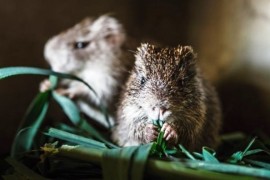 Pražská zoo založila chov řekomyší v Kamerunu Pražská zoo založila chov řekomyší v Kamerunu