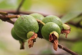 Galapágy čelí invazivním rostlinám. Někde je až polovina porostu nepůvodní Galapágy čelí invazivním rostlinám. Někde je až polovina porostu nepůvodní