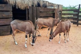 Vzácný přímorožec Damián odcestoval do Afriky Vzácný přímorožec Damián odcestoval do Afriky
