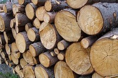 Kam odložit vánoční stromek? Nechte ho u popelnic Kam odložit vánoční stromek? Nechte ho u popelnic