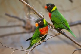 Navzdory mrazům vládne v pražské Zoo jaro Navzdory mrazům vládne v pražské Zoo jaro