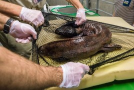 Největší obojživelníci světa pod ultrazvukem Největší obojživelníci světa pod ultrazvukem