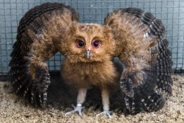 V pražské zoo se narodili vzácní výrečci V pražské zoo se narodili vzácní výrečci