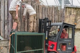 Zoo Praha: Orangutan Pagy se vrátil po pěti letech domů Zoo Praha: Orangutan Pagy se vrátil po pěti letech domů