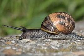 Společenstva plžů jsou po celém světě podobná. Kvůli lodní dopravě Společenstva plžů jsou po celém světě podobná. Kvůli lodní dopravě