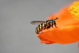Alergie na hmyzí bodnutí