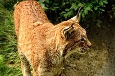 Rysi jsou velcí cestovatelé. Samec z Prachaticka došel až k Linci Rysi jsou velcí cestovatelé. Samec z Prachaticka došel až k Linci