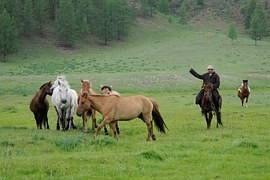 Hucul není potomkem divokých koní, ale křížencem několika domácích plemen Hucul není potomkem divokých koní, ale křížencem několika domácích plemen