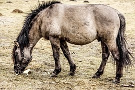 Tarpan nebyl divoký kůň. Jen zdivočelý nebo zkřížený, ukazují zahraniční výzkumy Tarpan nebyl divoký kůň. Jen zdivočelý nebo zkřížený, ukazují zahraniční výzkumy