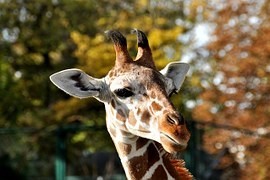 ZOO Liberec: Samička nově narozené žirafy Rothschildovy má jméno Anastasia ZOO Liberec: Samička nově narozené žirafy Rothschildovy má jméno Anastasia