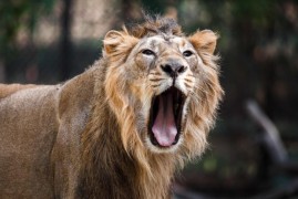 Zoo Praha: Příchod vzácných lvů indických Zoo Praha: Příchod vzácných lvů indických