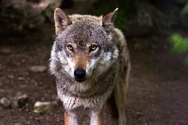 Vlčí smečku na Šumavě je možné pozorovat z unikátní lávky v Srní Vlčí smečku na Šumavě je možné pozorovat z unikátní lávky v Srní