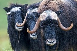 Aljaška povolila odstřel pižmoňů, kteří uvízli na ledové kře Aljaška povolila odstřel pižmoňů, kteří uvízli na ledové kře