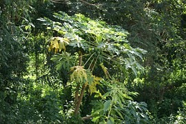 Peru vytvořilo obrovský park chránící původní kmeny i amazonskou biodiverzitu Peru vytvořilo obrovský park chránící původní kmeny i amazonskou biodiverzitu