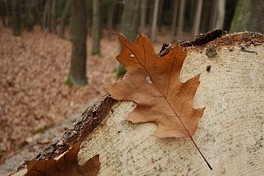 Stromy svlékají šaty, je čas vyrazit do divočiny Křivoklátska Stromy svlékají šaty, je čas vyrazit do divočiny Křivoklátska